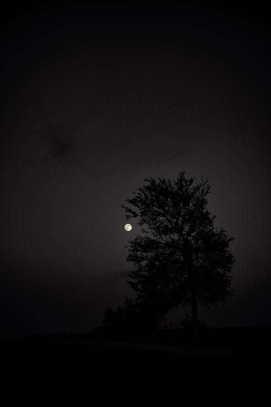 Full Moon and Tree Silhouette