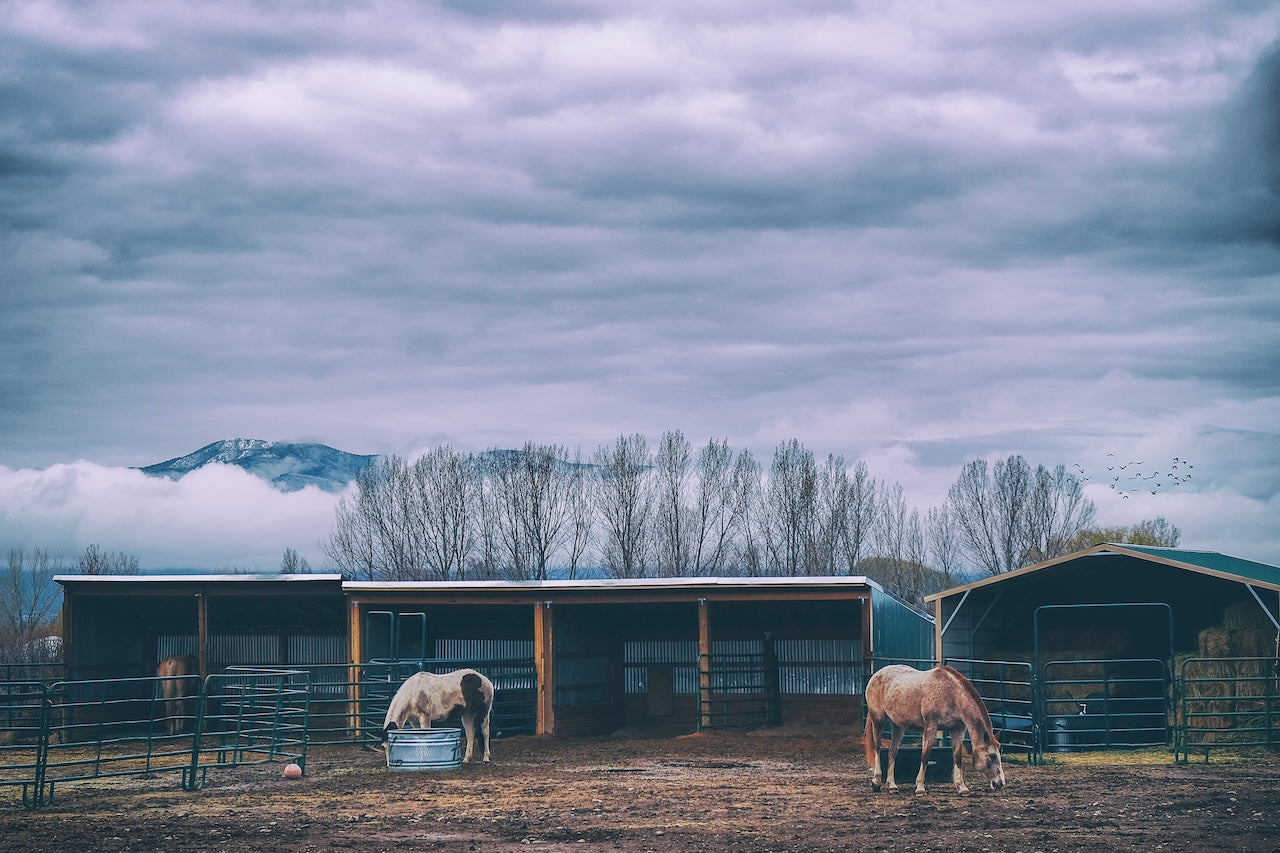 Morning Horse Feeding