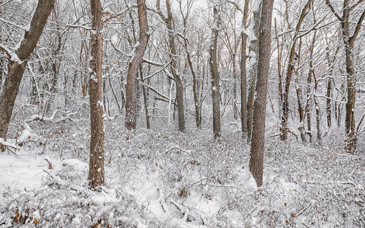 Winter in the Loess Hills