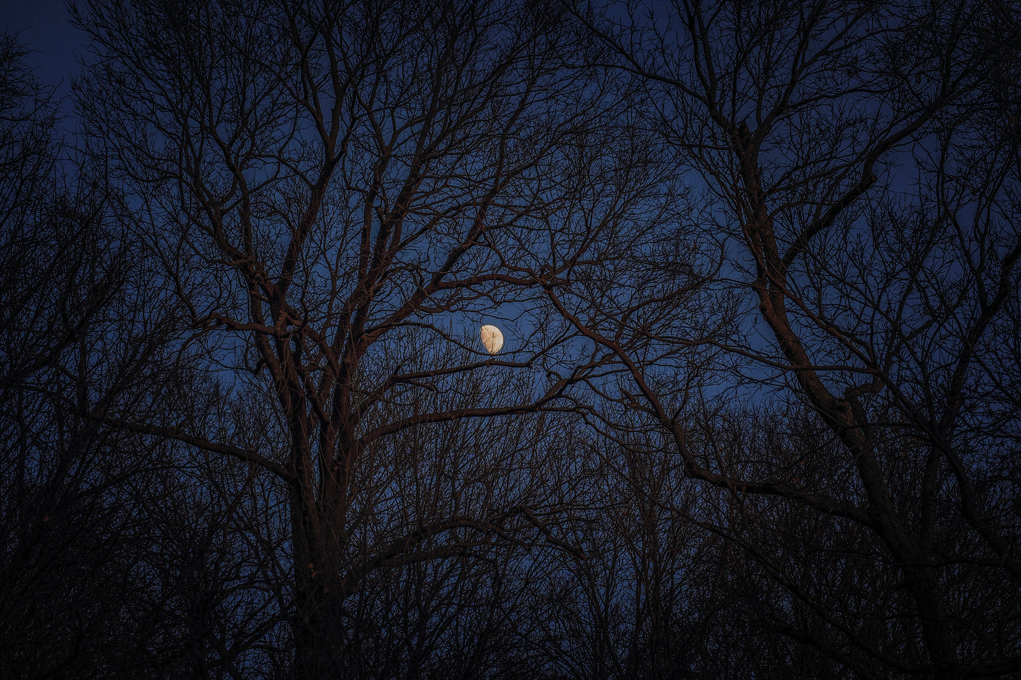 Winter Moon