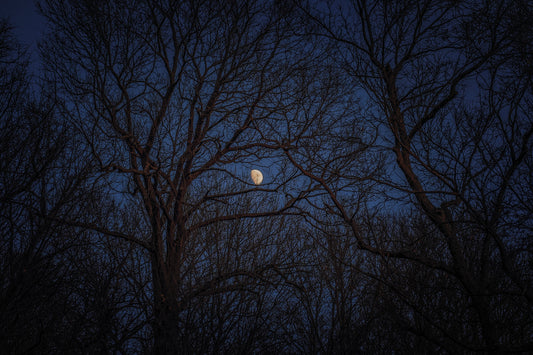 Winter Moon