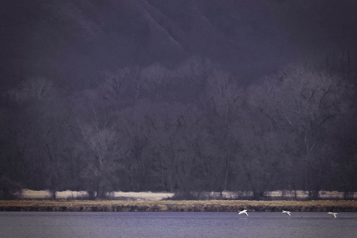 Snow Geese Take Flight