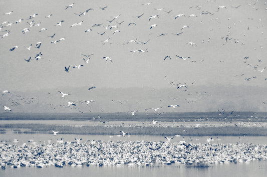 Snow Goose Cyanotype II
