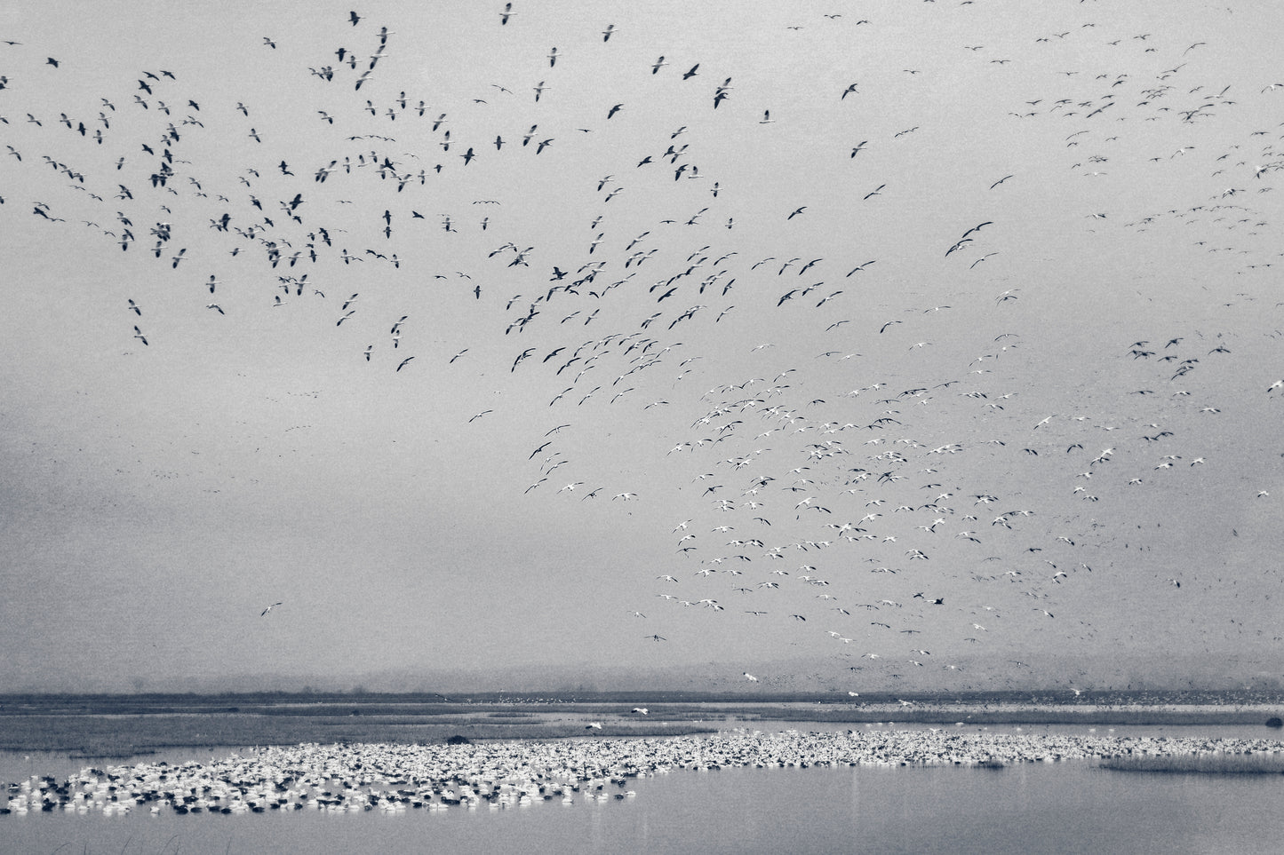 Snow Goose Cyanotype I