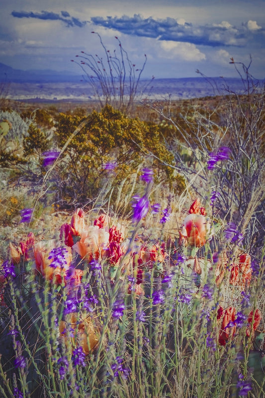 Desert Flowers