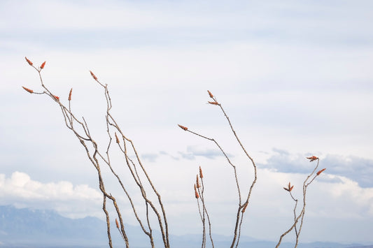 Ocotillo and Clouds