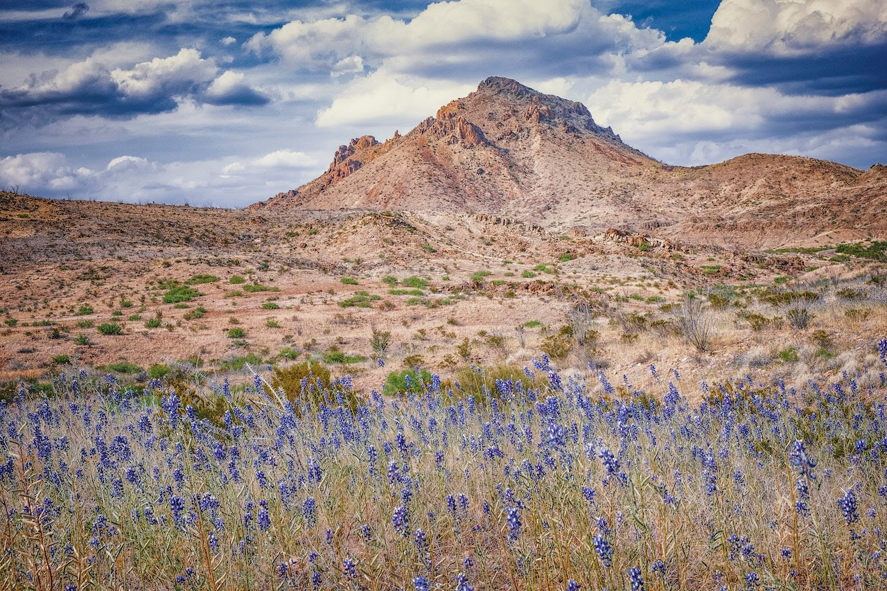 Bluebonnet Sky