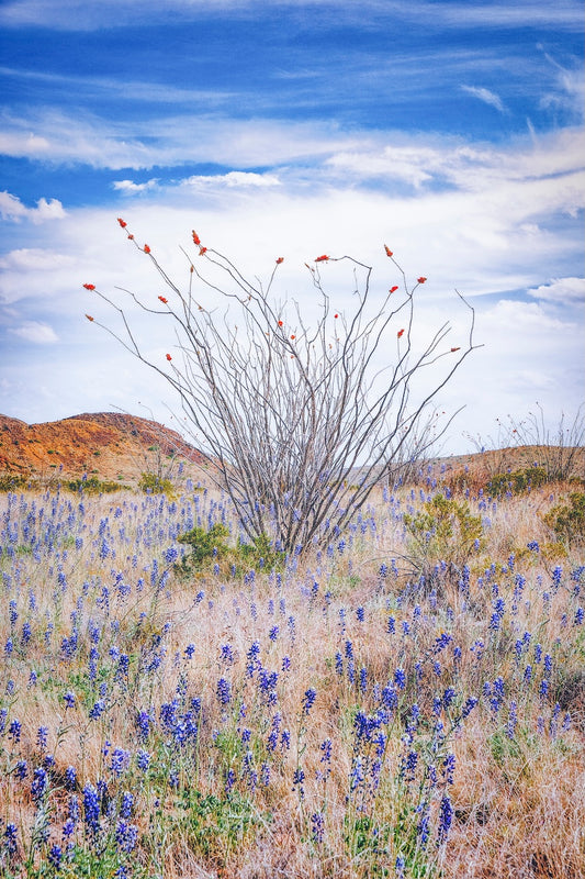 Ocotillo and Bluebonnets - Vertical