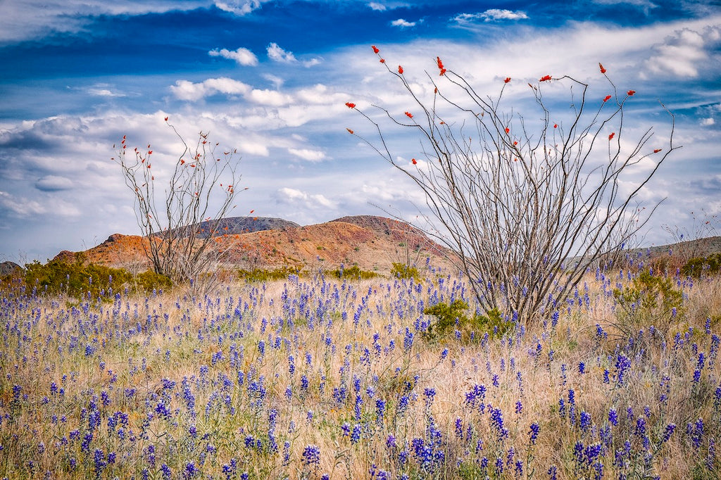 Ocotillo and Bluebonnets