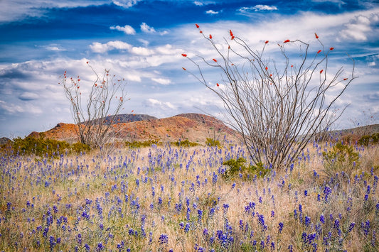 Ocotillo and Bluebonnets