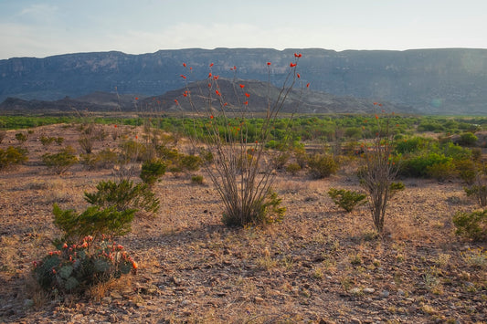 Ocotillo in Mountainscape