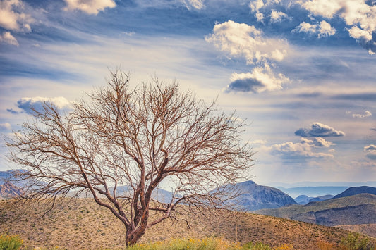 Solitary Mesquite