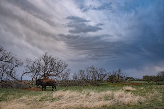 Caprock Bison III