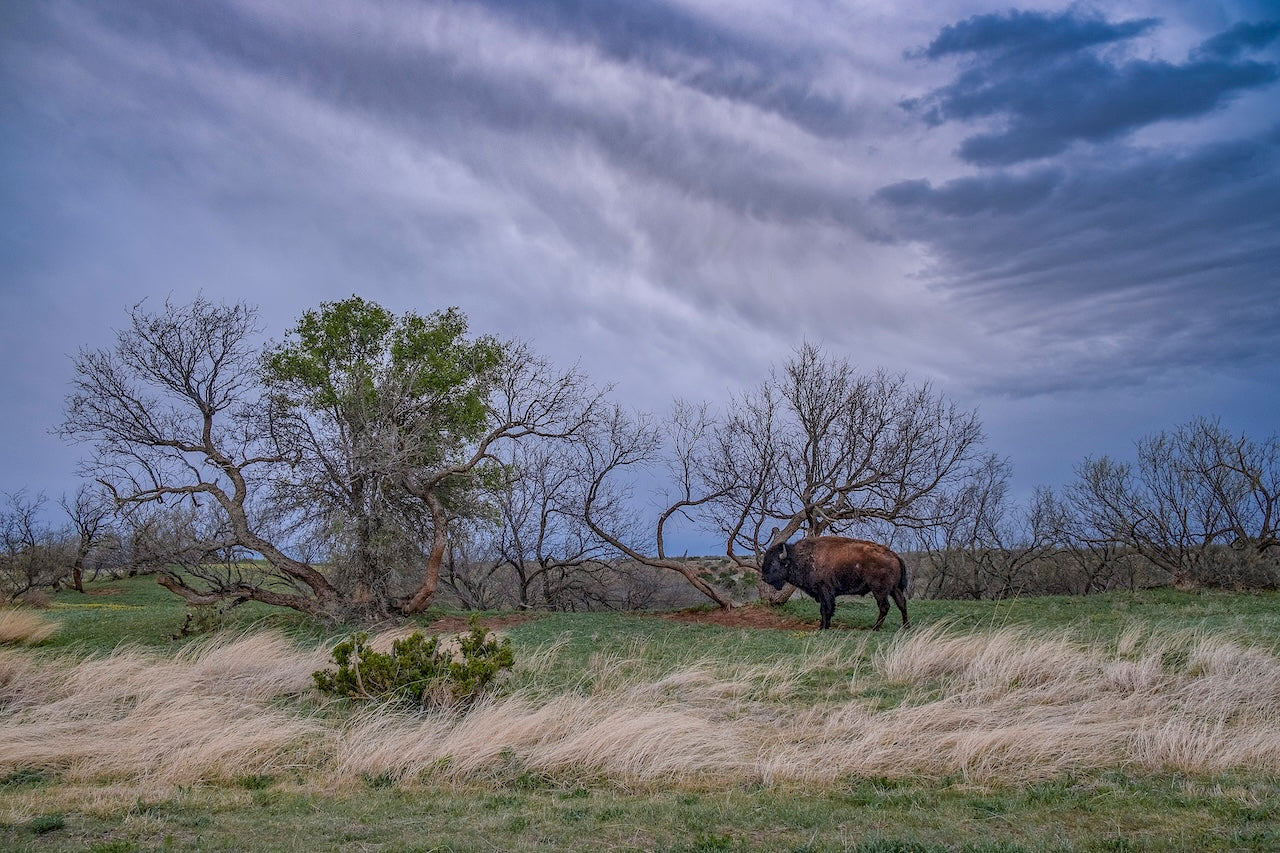 Caprock Bison II