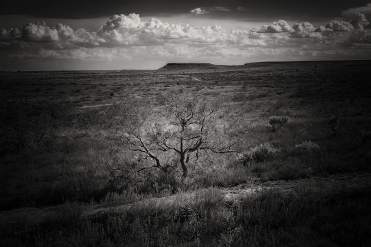 Muleshoe Monochrome