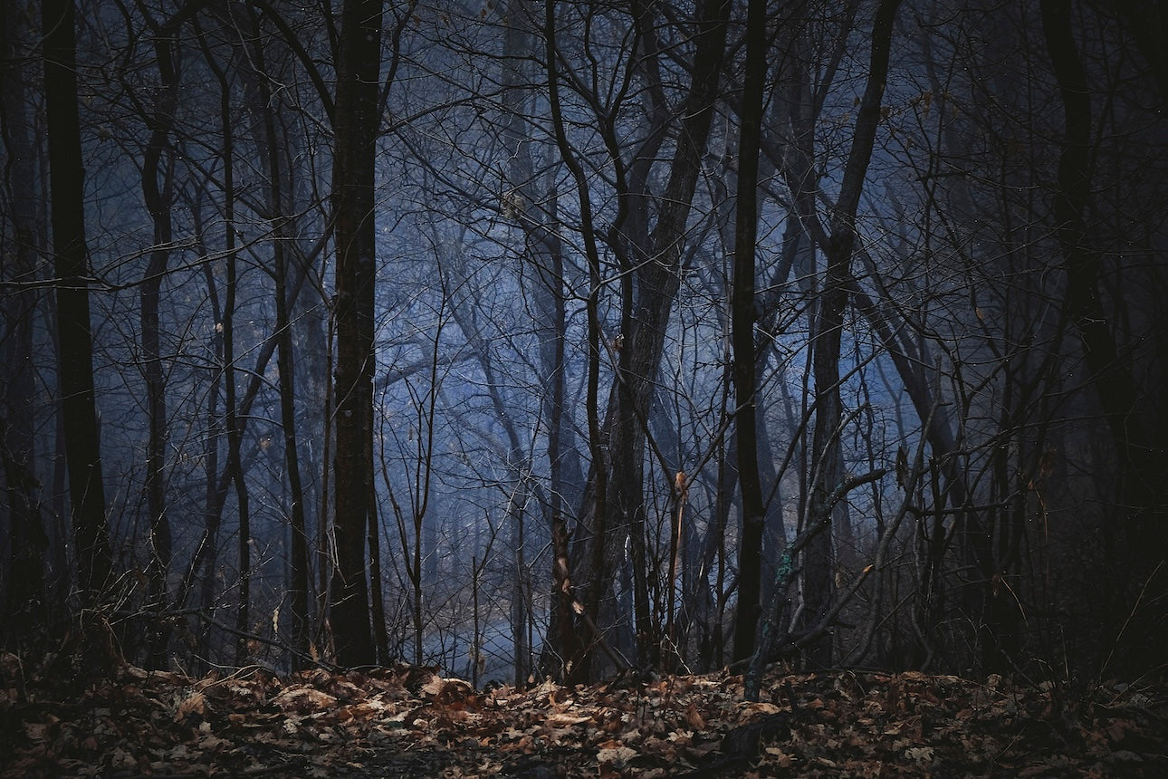 Foggy Hardwood Forest