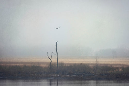 Wetlands Eagle