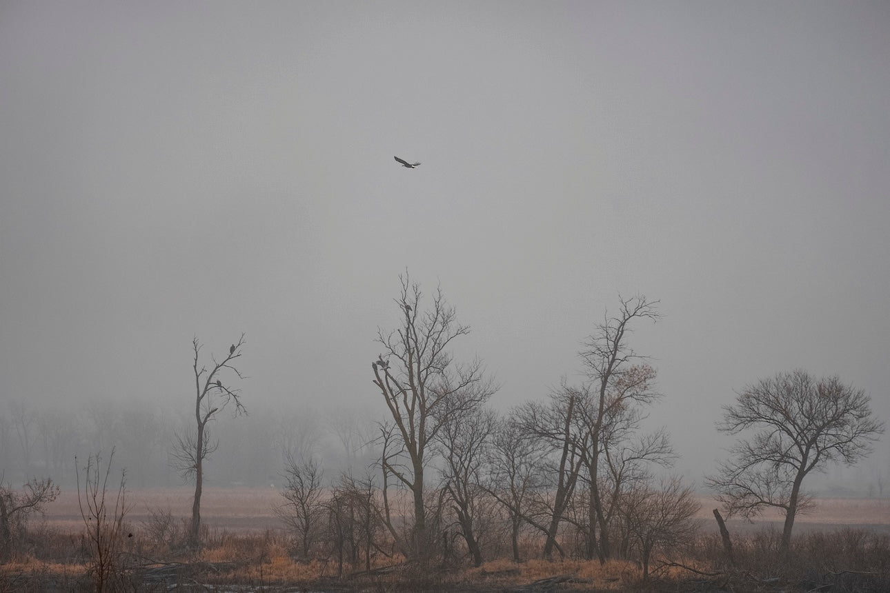 Wetlands Flight