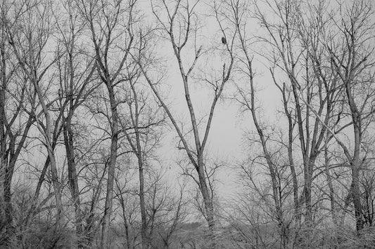 Eagle Perched in Icy Branches BW