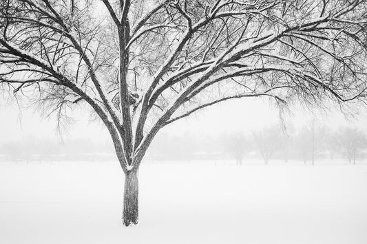 Monochrome Tree in Snow II