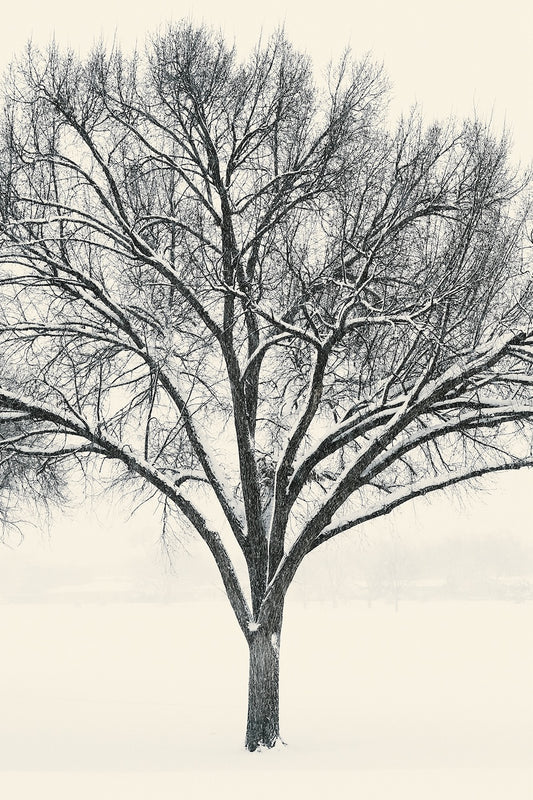 Monochrome Tree in Snow I