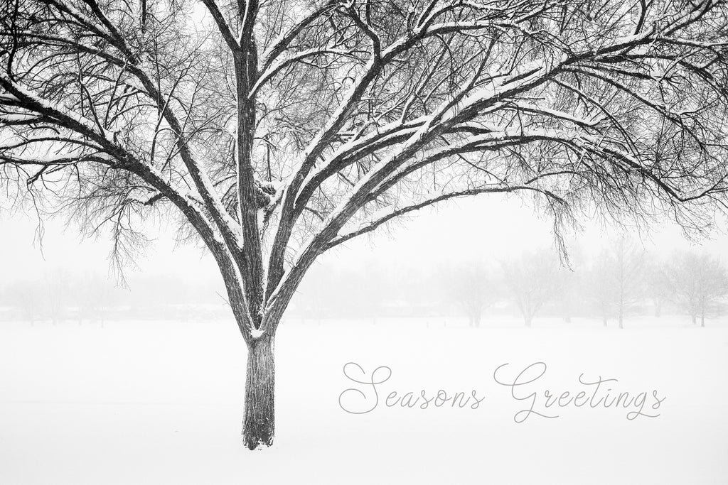 'Monochrome Tree in Snow II' Holiday Greeting Cards (Set of 25)