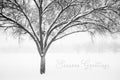'Monochrome Tree in Snow II' Holiday Greeting Cards (Set of 25)