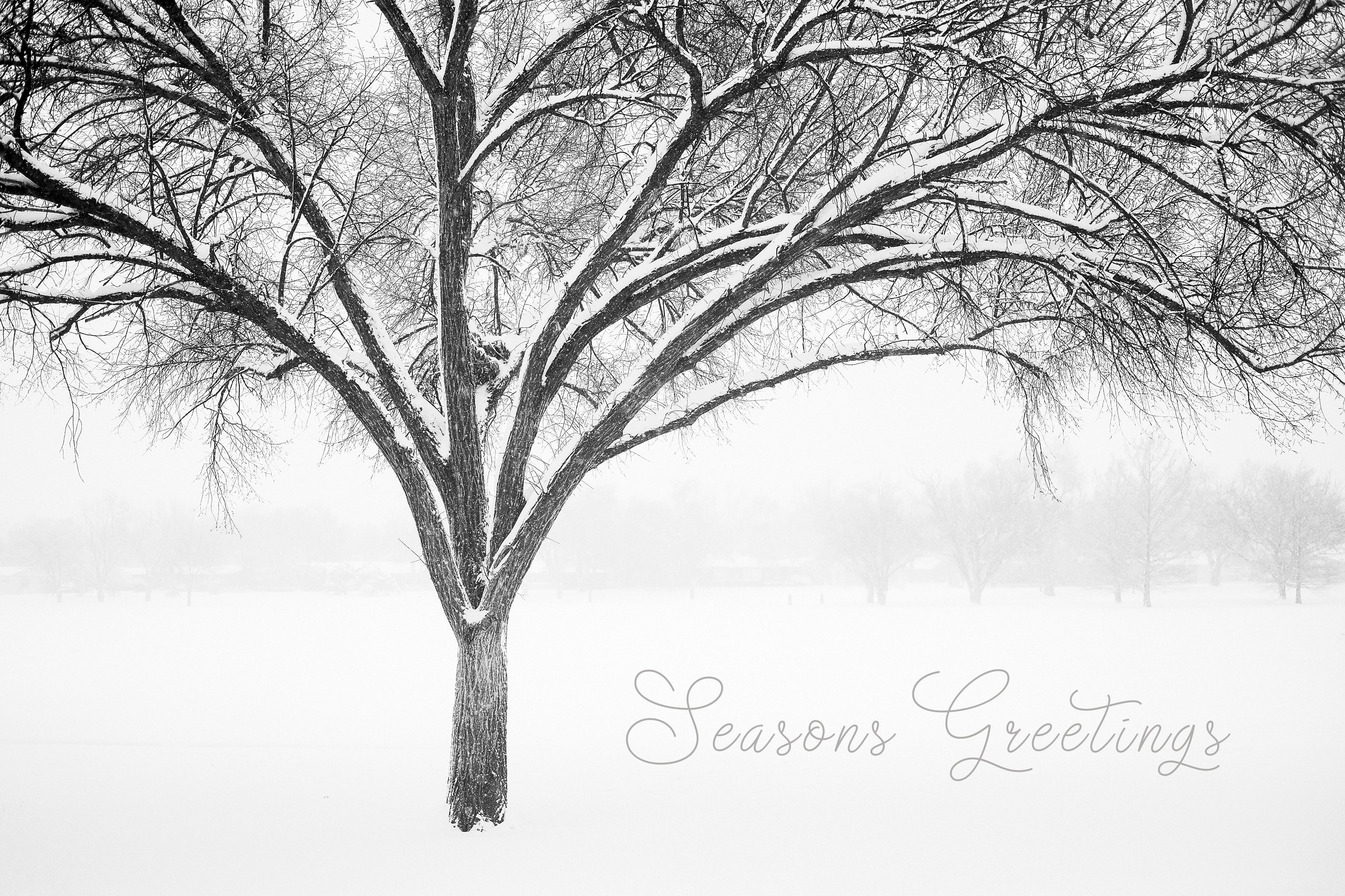'Monochrome Tree in Snow II' Holiday Greeting Cards (Set of 25)