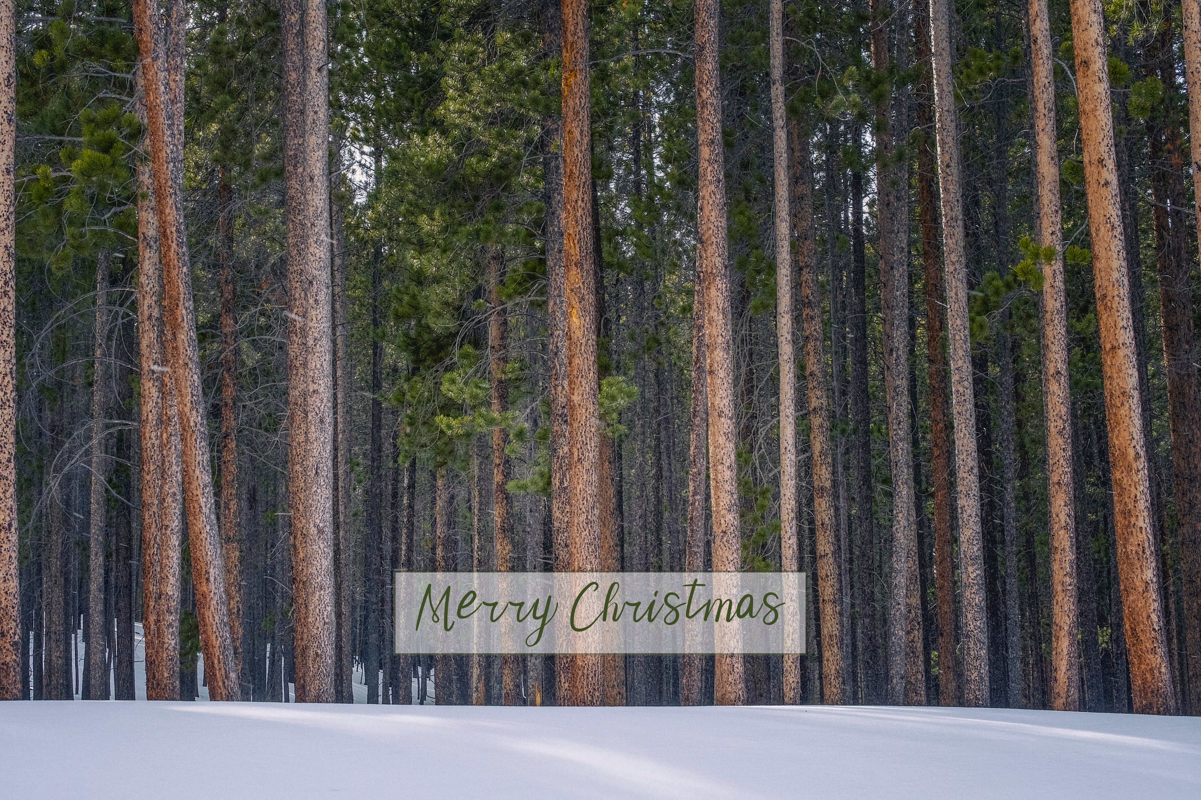 'Snowy Pines' Holiday Greeting Cards (Set of 25)