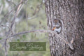 'Squirrel and Pine Cone' Holiday Greeting Cards (Set of 25)
