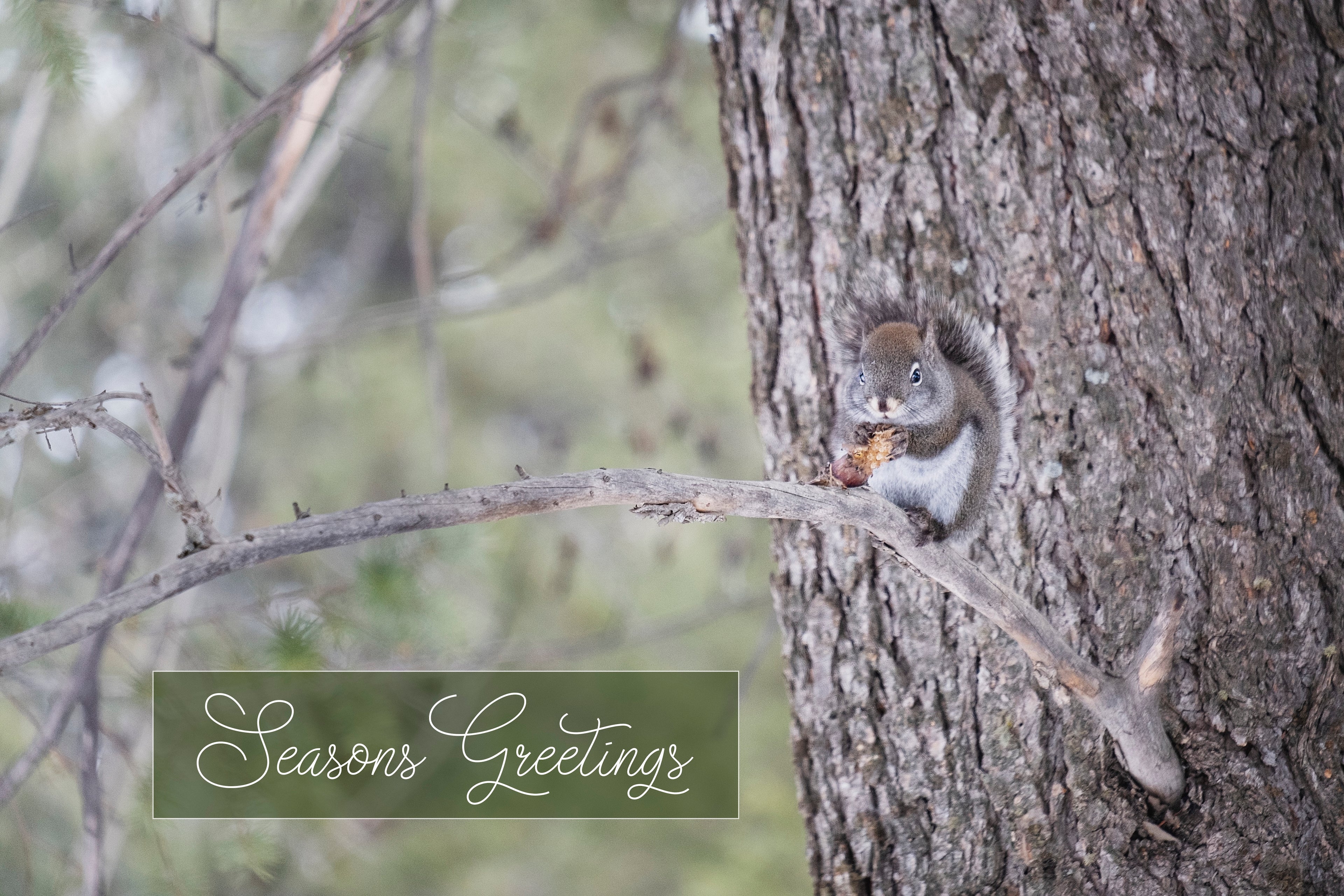 'Squirrel and Pine Cone' Holiday Greeting Cards (Set of 25)
