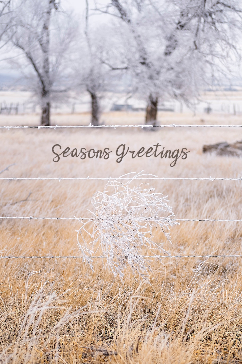 'Tumbleweed' Holiday Greeting Cards (Set of 25)