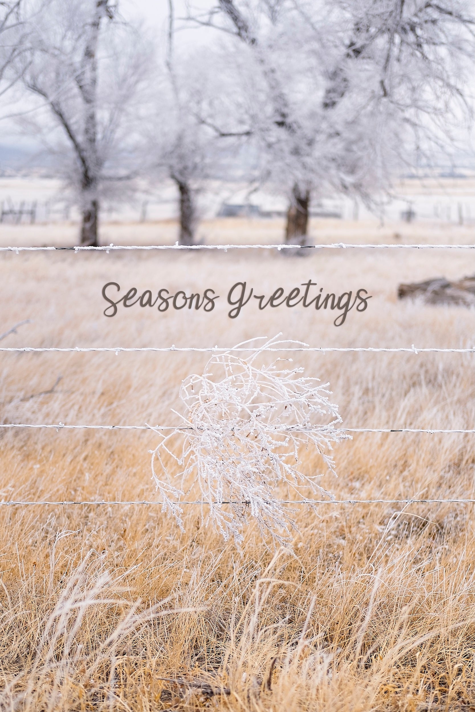 'Tumbleweed' Holiday Greeting Cards (Set of 25)