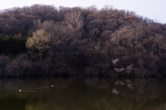 Dogwood Reflections I