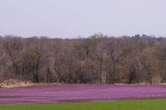 Spring Henbit