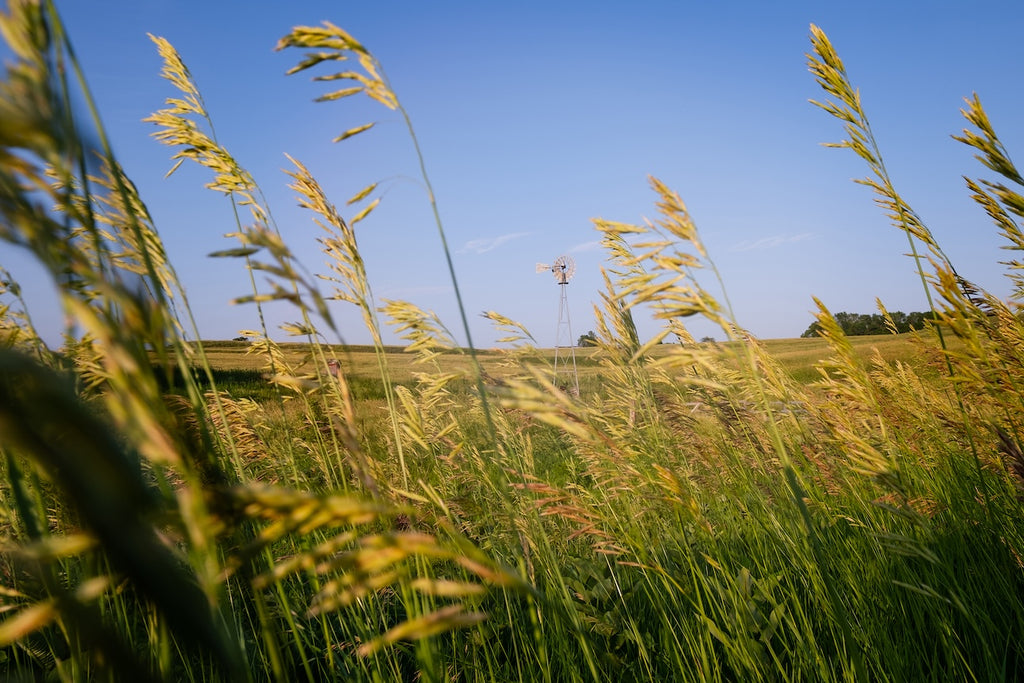 Historic Windmill and Prairie Grass