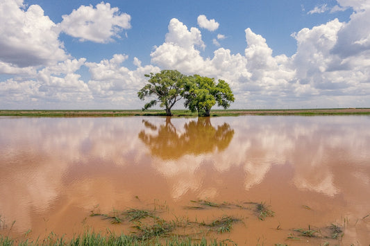 Muddy Reflections