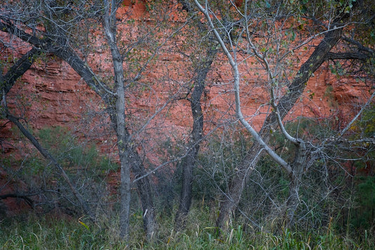 Cottonwoods and Red Rock