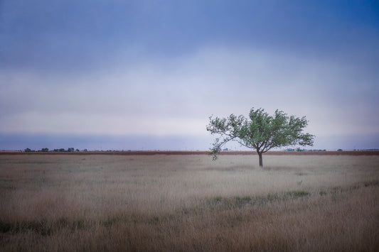 Solitary Tree in Blue