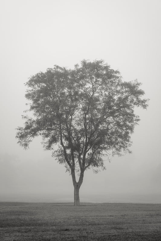 Tree in Fog