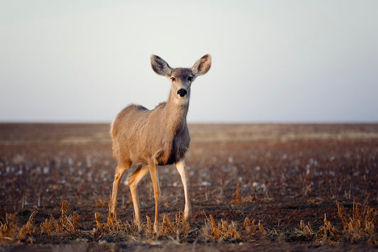 Curious Mule Deer Doe I