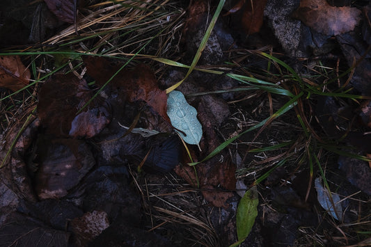 Raindrops on Fallen Leaf