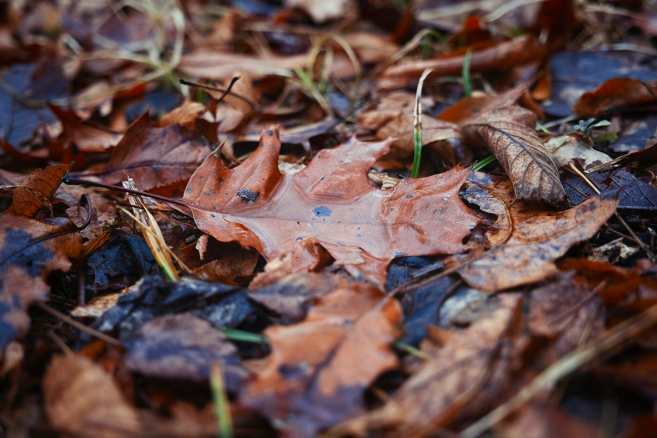 Water Pooled on Fallen Leaf