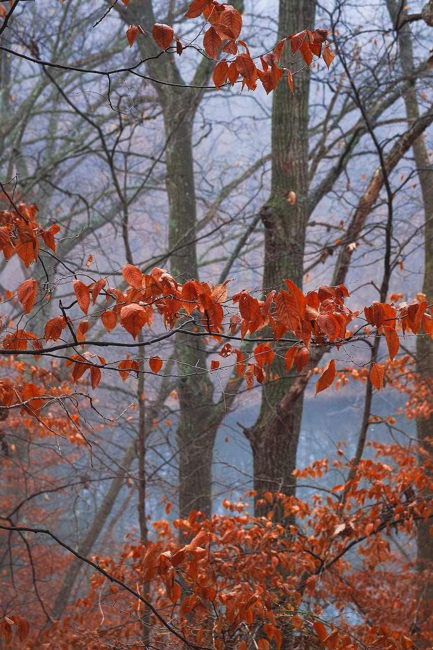 Winter Leaves