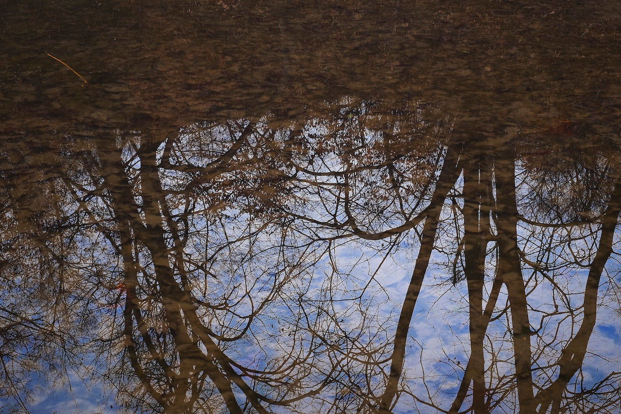 Winter Woodland Reflections