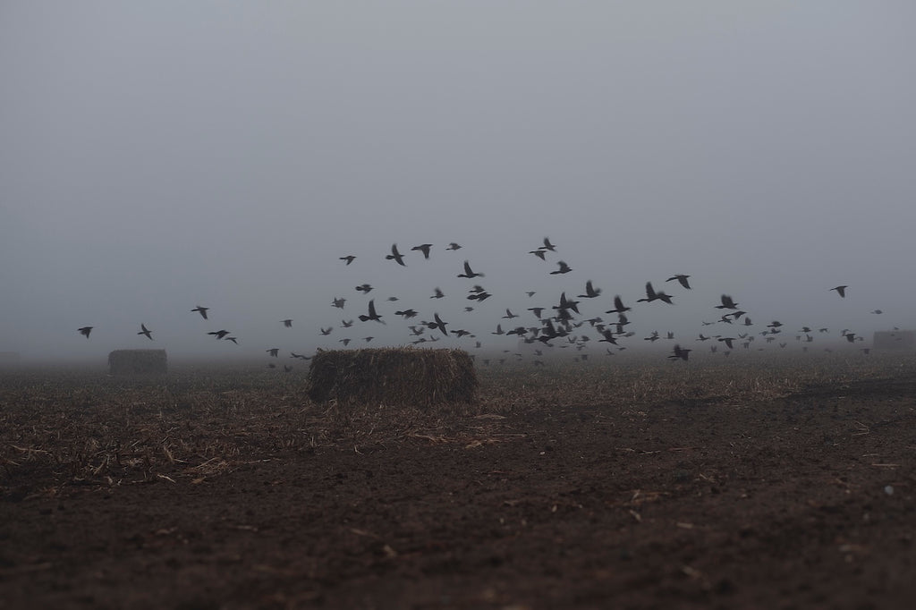 Foggy Field with Grackles