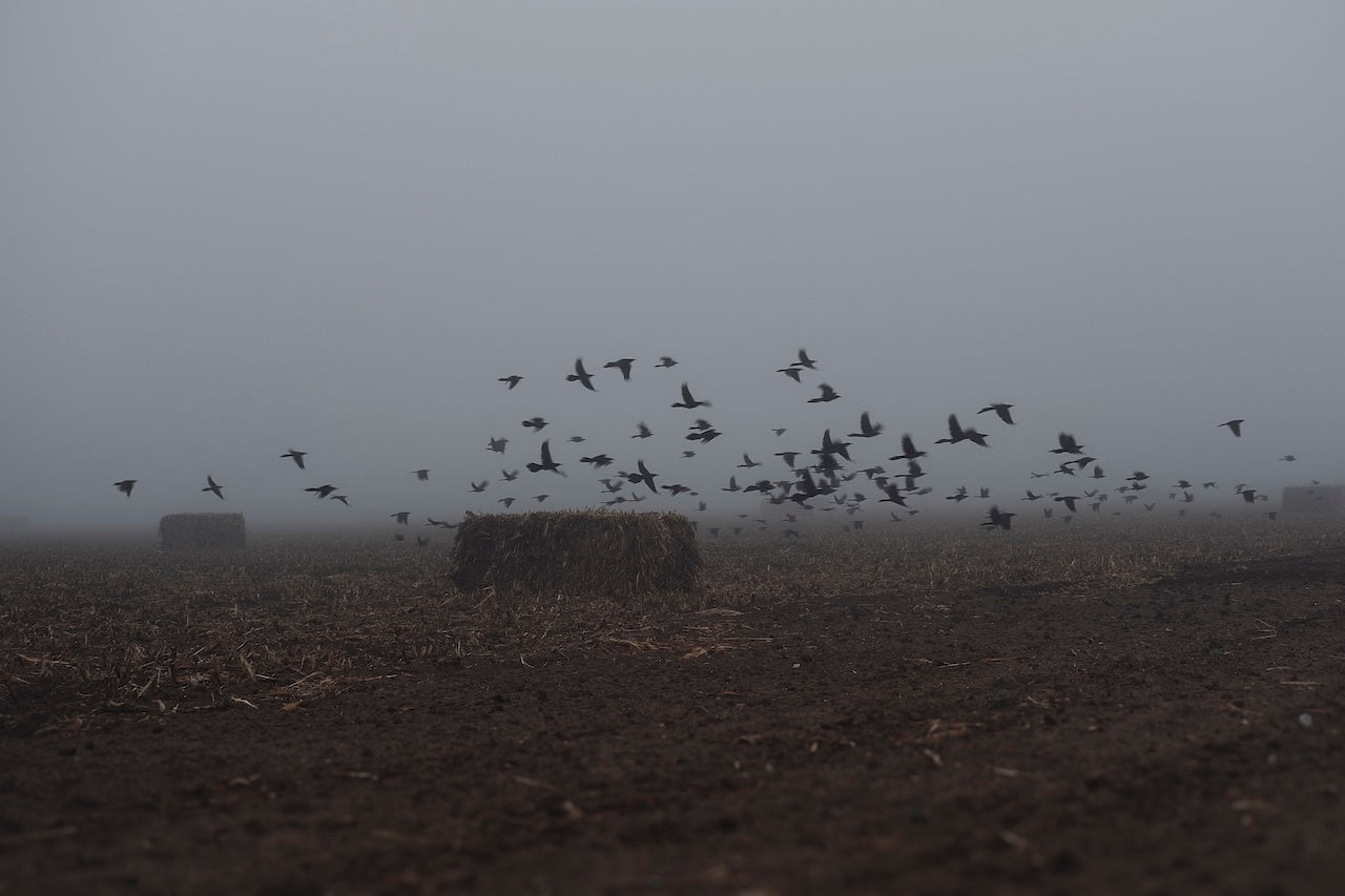 Foggy Field with Grackles