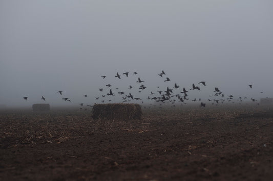 Foggy Field with Grackles