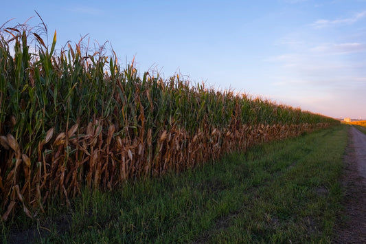 Land of the Tall Corn II