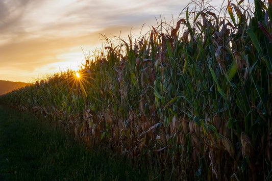 Sunset Over Tall Corn